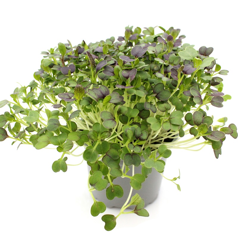 Pak Choi červený 1 kg